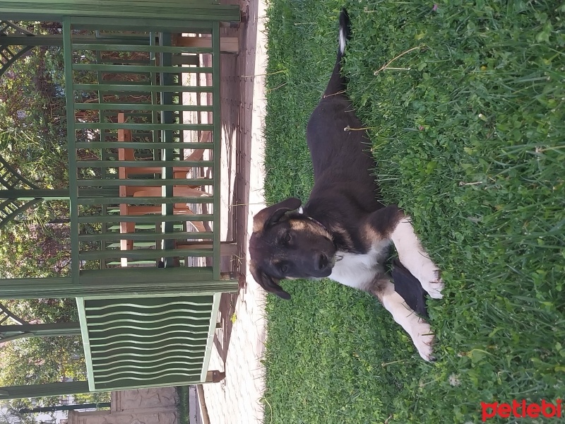 Sokö (Sokak Köpeği), Köpek  Ares fotoğrafı