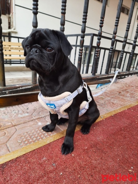 Pug, Köpek  Çaki fotoğrafı