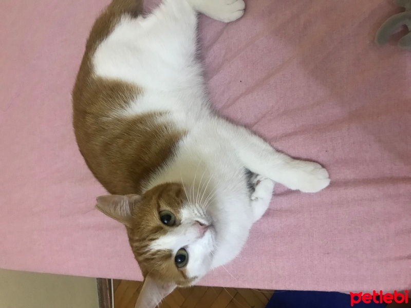 Sarman, Kedi  Prenses fotoğrafı