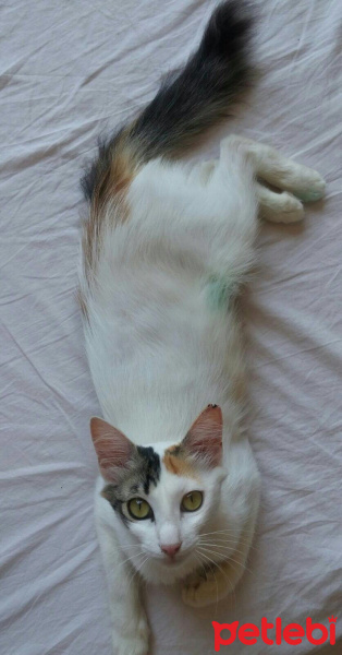 Chinchilla, Kedi  Calico ipek fotoğrafı