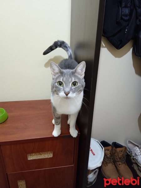 Tekir Kedi, Kedi  Kızım fotoğrafı