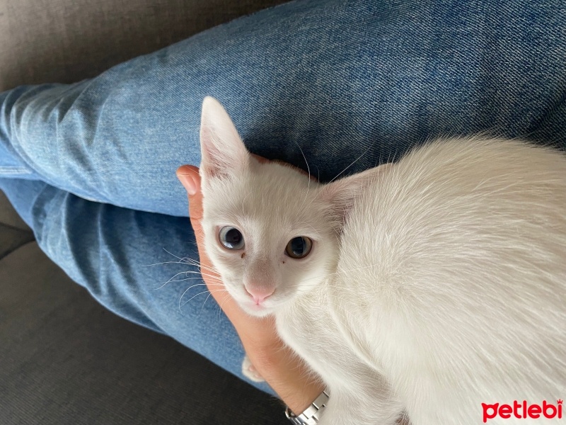 Tekir Kedi, Kedi  Mavi fotoğrafı