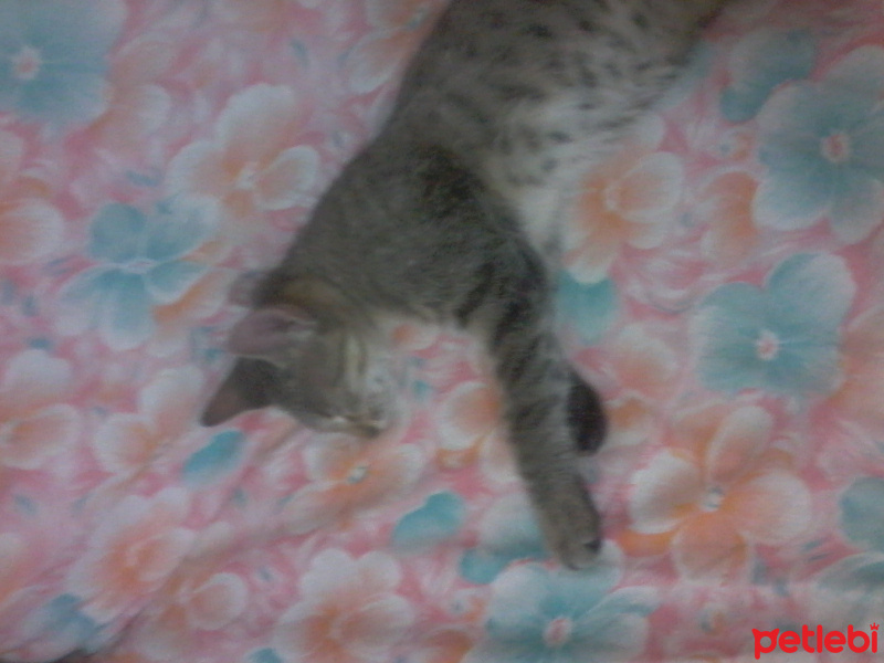 Tekir Kedi, Kedi  Avcı  fotoğrafı