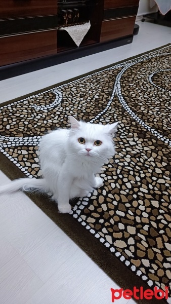 Chinchilla, Kedi  Şakir fotoğrafı