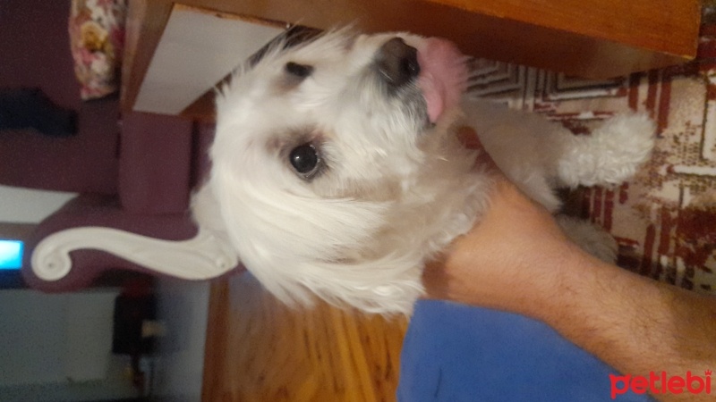 Maltese, Köpek  Jedi fotoğrafı