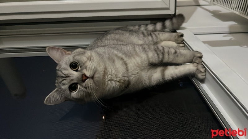 British Shorthair, Kedi  Paşa fotoğrafı