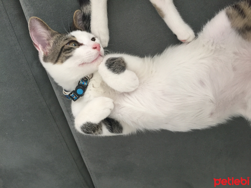 Tekir Kedi, Kedi  Cabbarcan fotoğrafı