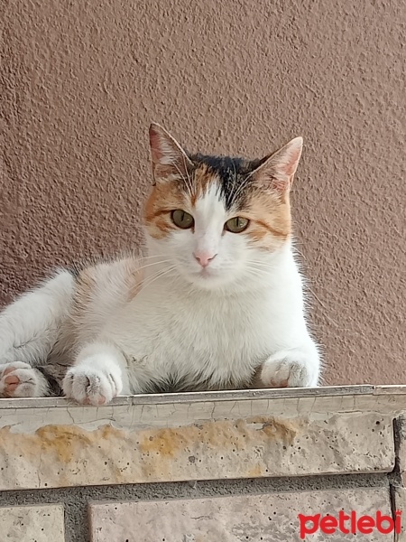 Tekir Kedi, Kedi  Minnoş fotoğrafı