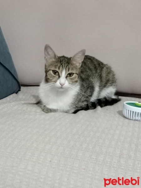 Tekir Kedi, Kedi  Boncuk fotoğrafı