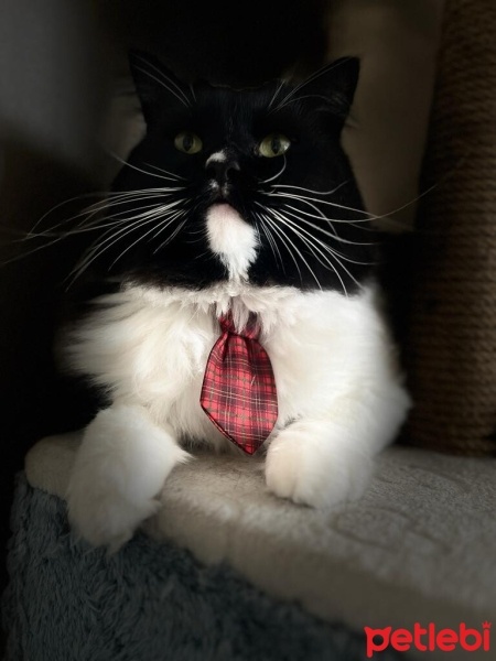 Tekir Kedi, Kedi  şans fotoğrafı