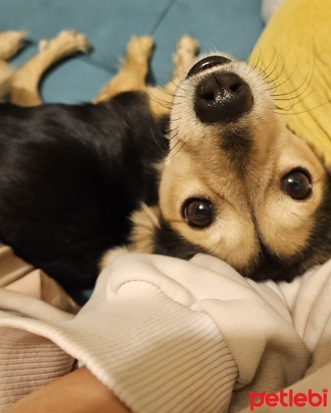 Pomeranyalı, Köpek  Şekerim fotoğrafı
