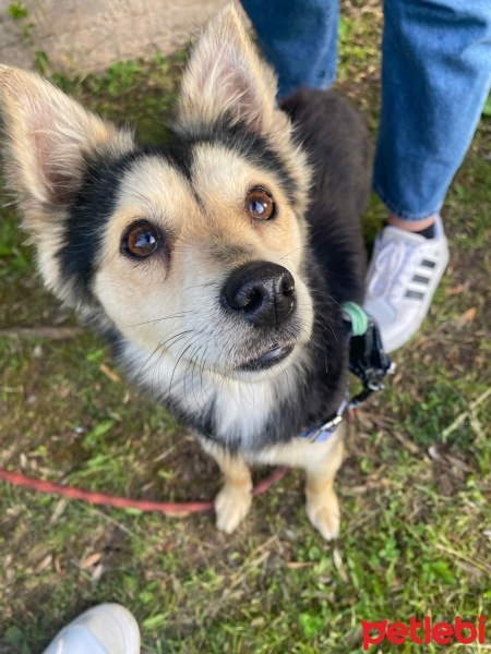 Pomeranyalı, Köpek  Şekerim fotoğrafı