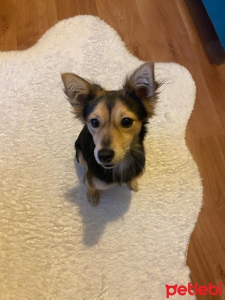 Pomeranyalı, Köpek  Şekerim fotoğrafı