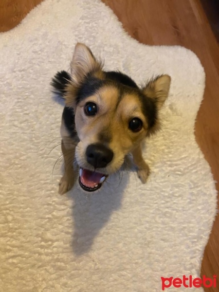 Pomeranyalı, Köpek  Şekerim fotoğrafı