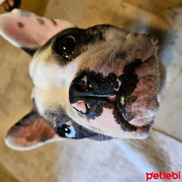 Fransız Bulldog, Köpek  Ozzy fotoğrafı