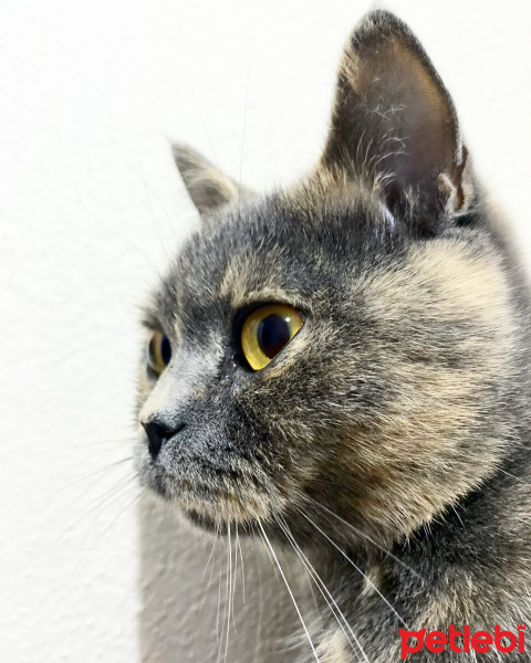 British Shorthair, Kedi  Nugget fotoğrafı