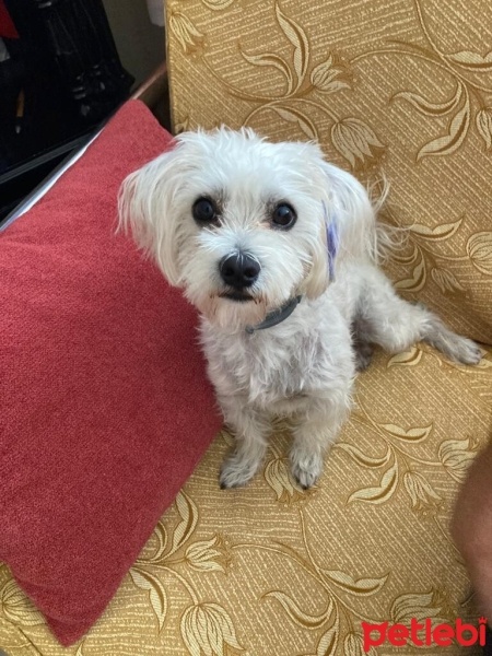 Maltese, Köpek  Bulut fotoğrafı