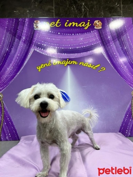 Maltese, Köpek  Bulut fotoğrafı