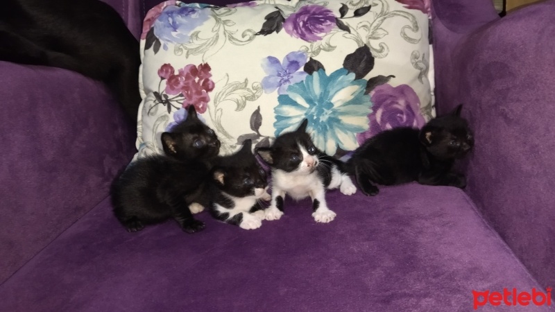 Tekir Kedi, Kedi  şeker,zeytin,güllaç,sütlaç???? fotoğrafı
