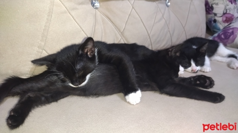 Tekir Kedi, Kedi  şeker,zeytin,güllaç,sütlaç???? fotoğrafı