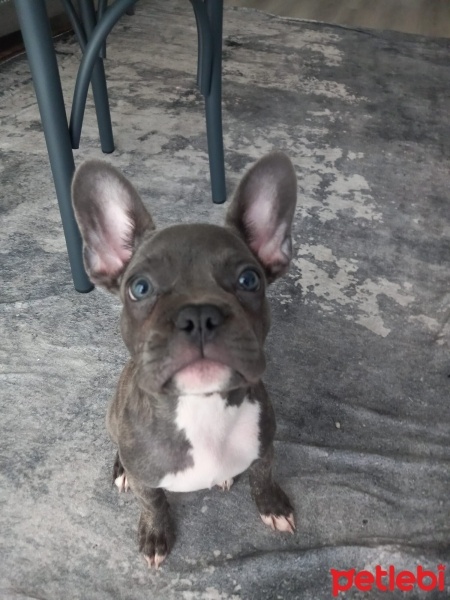 Fransız Bulldog, Köpek  Hera fotoğrafı