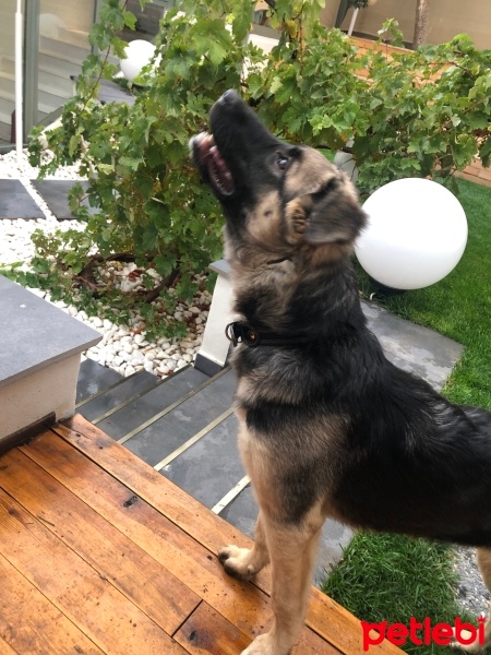 Alman Çoban Köpeği, Köpek  eva fotoğrafı