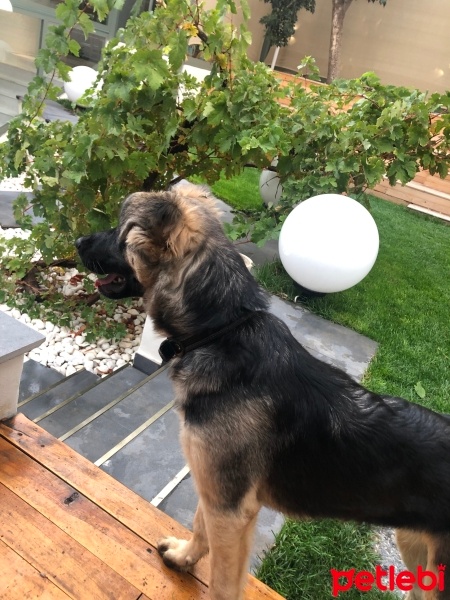 Alman Çoban Köpeği, Köpek  eva fotoğrafı