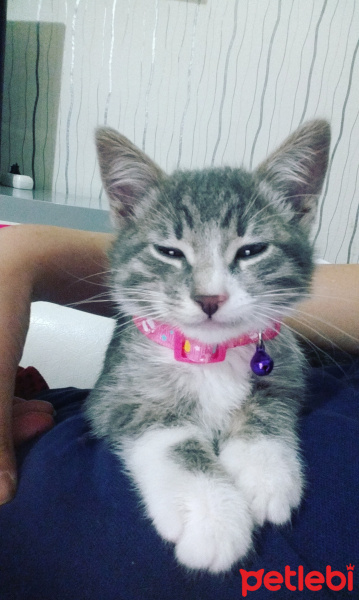 Tekir Kedi, Kedi  Bihter  fotoğrafı
