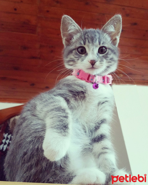 Tekir Kedi, Kedi  Bihter  fotoğrafı