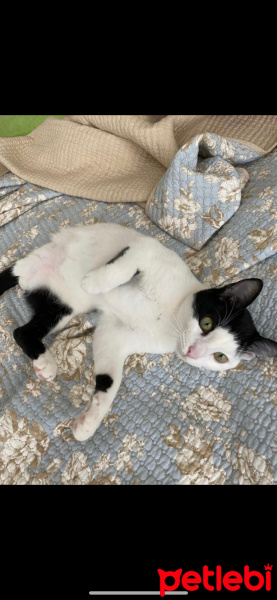 Tekir Kedi, Kedi  Şanslı fotoğrafı