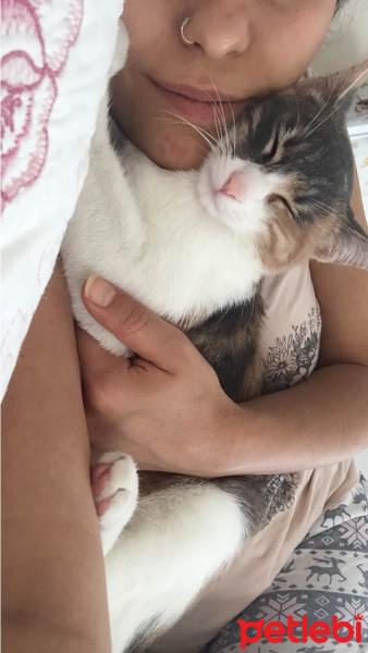 Tekir Kedi, Kedi  Şımarık fotoğrafı