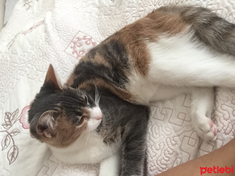 Tekir Kedi, Kedi  Şımarık fotoğrafı