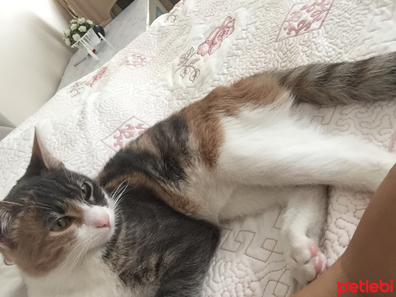 Tekir Kedi, Kedi  Şımarık fotoğrafı