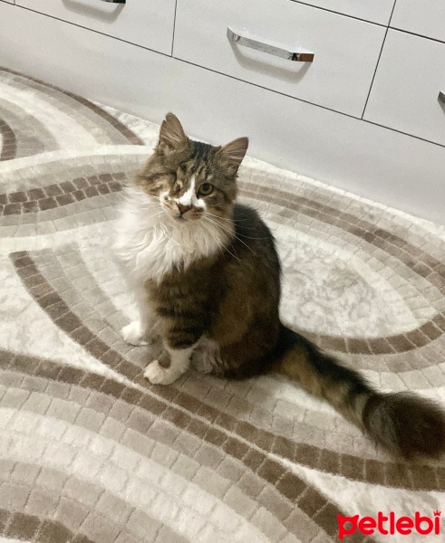 Tekir Kedi, Kedi  Püskül fotoğrafı
