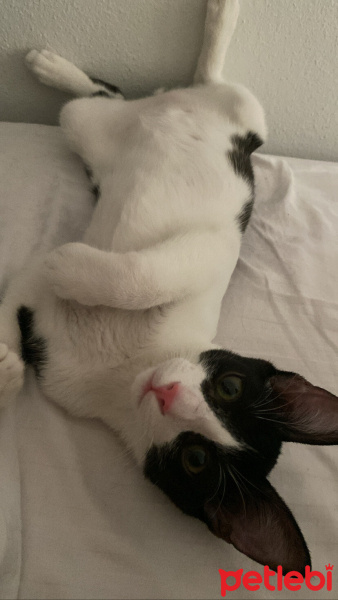 Tuxedo (Smokin) Kedi, Kedi  Minnak fotoğrafı