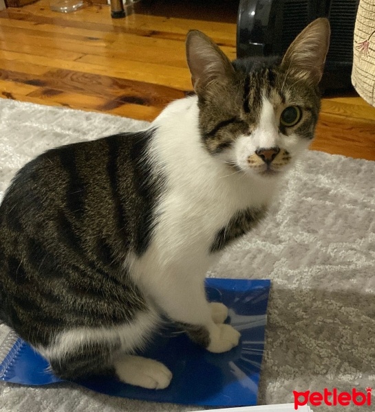 Tekir Kedi, Kedi  Odin fotoğrafı