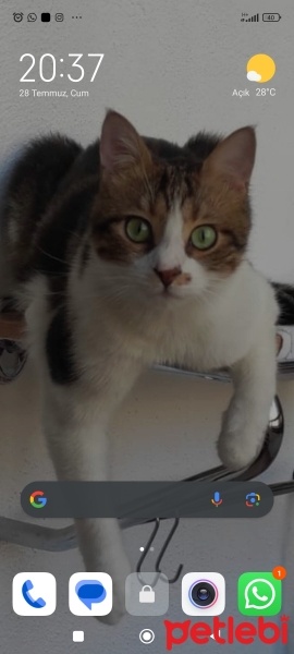 Tekir Kedi, Kedi  Şero fotoğrafı