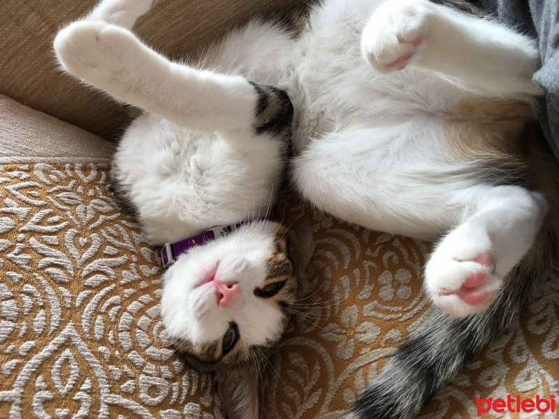 Tekir Kedi, Kedi  Yumak  fotoğrafı