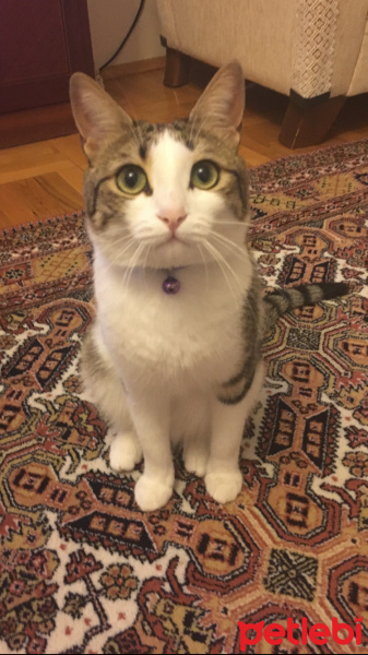 Tekir Kedi, Kedi  Yumak  fotoğrafı