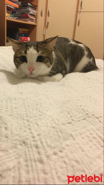 Tekir Kedi, Kedi  Yumak  fotoğrafı
