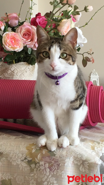 Tekir Kedi, Kedi  Yumak  fotoğrafı