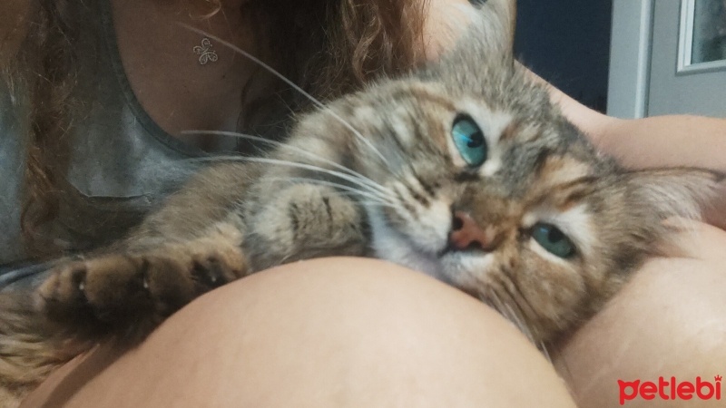 Sibirya Kedisi, Kedi  Fıstık fotoğrafı