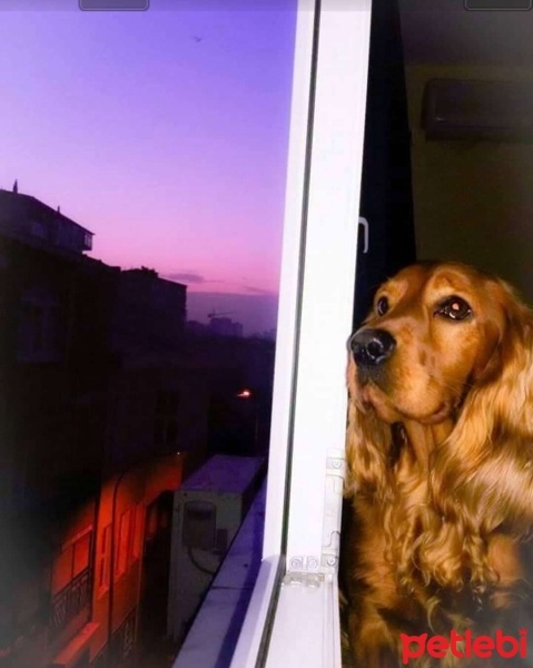Amerikan Cocker Spaniel, Köpek  Tarçın fotoğrafı