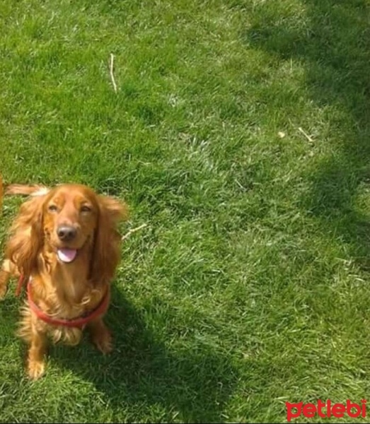 Amerikan Cocker Spaniel, Köpek  Tarçın fotoğrafı