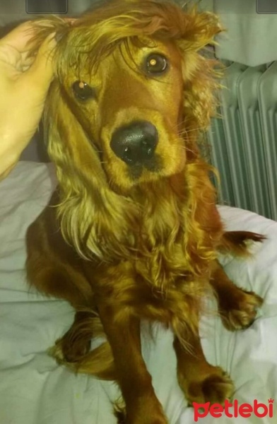 Amerikan Cocker Spaniel, Köpek  Tarçın fotoğrafı