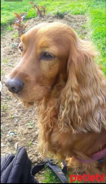 Amerikan Cocker Spaniel, Köpek  Tarçın fotoğrafı