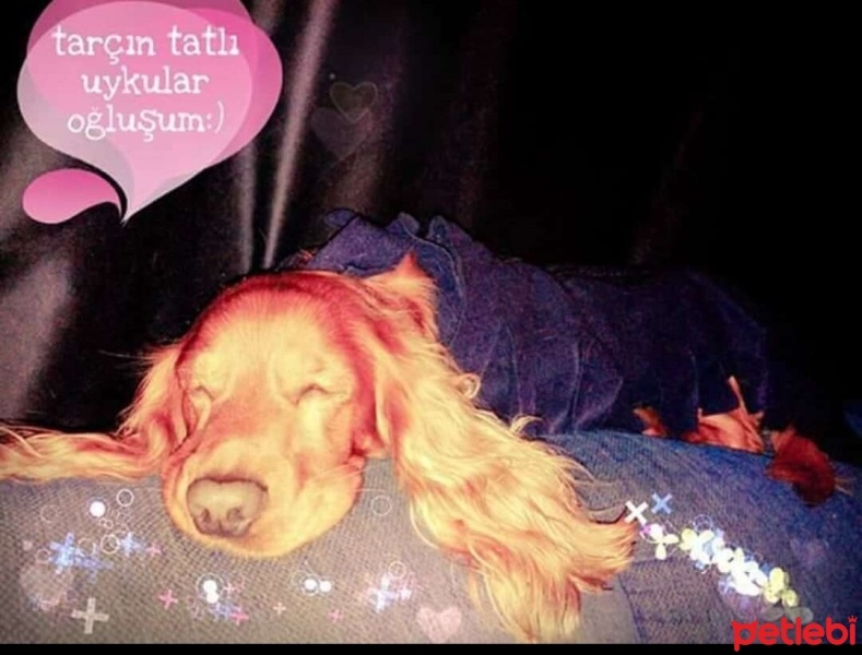 Amerikan Cocker Spaniel, Köpek  Tarçın fotoğrafı