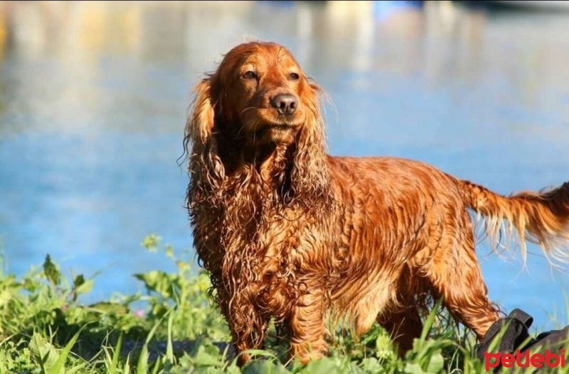 Amerikan Cocker Spaniel, Köpek  Tarçın fotoğrafı