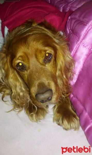Amerikan Cocker Spaniel, Köpek  Tarçın fotoğrafı