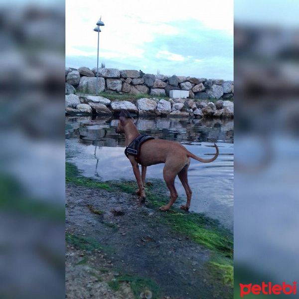 Sokö (Sokak Köpeği), Köpek  Laika fotoğrafı